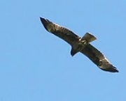 aguia-filipina-14