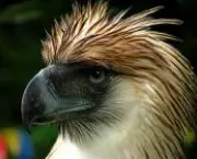 aguia-filipina-2