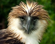 aguia-filipina-3