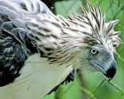 aguia-filipina-4