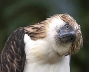 aguia-filipina-9