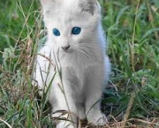 albinismo-em-animais-caracteristicas-gerais-4