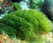 algas-verdes-3