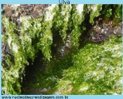 algas-verdes-5