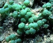 algas-verdes-8