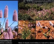 amaranthaceae-caracteristicas-gerais-2