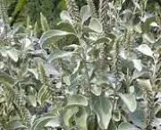 amaranthaceae-caracteristicas-gerais-6