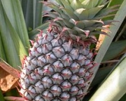 ananas-2