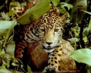 animais-selvagens-encontrados-na-amazonia-8