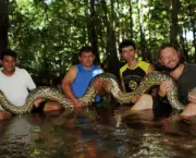animais-selvagens-encontrados-na-amazonia-9