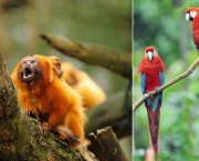 animais-selvagens-encontrados-na-amazonia-15