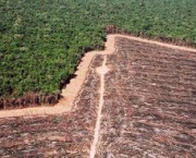 arco-do-desmatamento-na-amazonia-6