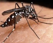 armas-caseiras-contra-o-mosquito-da-dengue-2