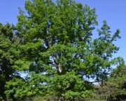 Árvore Carvalho Branco Existe (1)