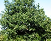 Árvore Carvalho Branco Existe (3)