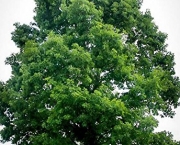 Árvore Carvalho Branco Existe (5)