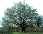 Árvore Carvalho Branco Existe (11)