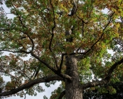 Árvore Carvalho Branco Existe (18)