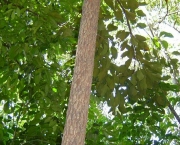 Árvore Carvalho Brasileiro (10)