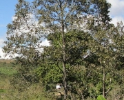 Árvore Carvalho Brasileiro (11)