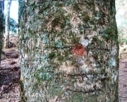 Árvore Carvalho Brasileiro (12)