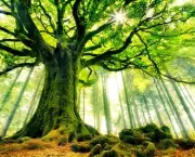 Árvore Carvalho - Tempo de Crescimento (6)