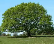 Árvore Carvalho - Tempo de Crescimento (9)