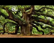 Árvore Carvalho - Tempo de Crescimento (12)