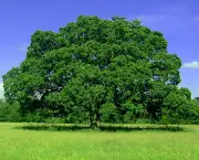 Árvore Carvalho - Tempo de Crescimento (13)