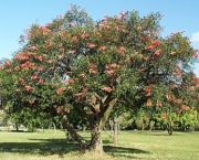 Árvore Corticeira do Banhado (7)