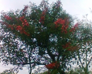 Árvore Corticeira do Banhado (12)