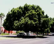 Árvore que Ofereça Sombra com Pouca Raíz (1)