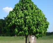Árvore que Ofereça Sombra com Pouca Raíz (6)