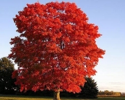 Árvore Red Maple (10)