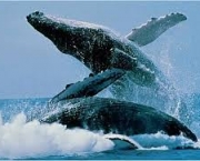 as-baleias-brigam-bastante-entre-si-3