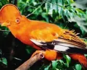 aves-em-extincao-no-brasil-5