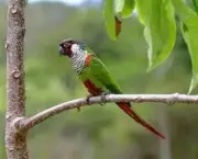 aves-em-extincao-no-brasil-6