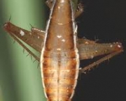 barata-saltoblattella-montistabularis-3