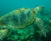 Registro de uma tartaruga nas águas do Parque Nacional Marinho dos Abrolhos. Foto Sabrina de Saturno