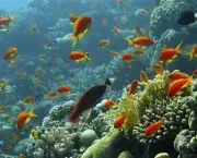 coral reef with orange fishes