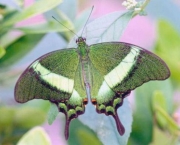 borboleta-verde-1