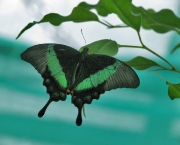borboleta-verde-10