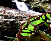 borboleta-verde-11