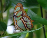borboleta-verde-14
