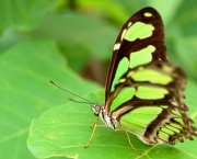 borboleta-verde-2