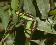 borboleta-verde-7