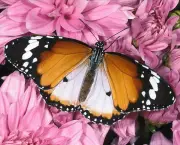borboletas-saem-de-seu-habitat-natural-devido-mudancas-climaticas-1