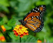 borboletas-saem-de-seu-habitat-natural-devido-mudancas-climaticas-10