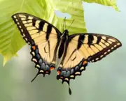 borboletas-saem-de-seu-habitat-natural-devido-mudancas-climaticas-11
