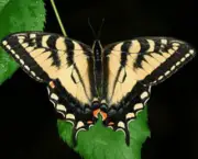borboletas-saem-de-seu-habitat-natural-devido-mudancas-climaticas-12